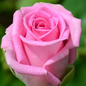 Роза чайно-гибридная Пинк Эксплорер 